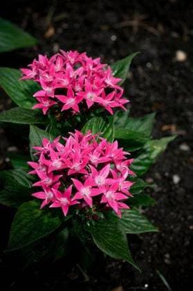 A vertical close-up shot of pentas lanceolata growing in the garden 8752808 RECORD DATE NOT STATED