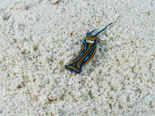 Creative Highlights World A close-up shot of a vibrant headshield slug 21958480 RECORD DATE NOT STATED