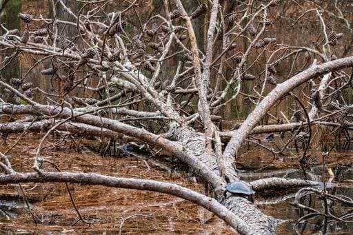 Creative Highlights World A closeup shot of a leafless tree fallen on the ground with a crawling turtle on it 9984556 RECORD DATE NOT STATED