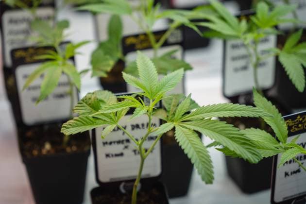 November 23, 2023, Bangkok, Thailand: Young cannabis plants are seen at the Asia International Hemp Expo 2023, at Queen Sirikit National Convention Center (QSNCC), in Bangkok. The Asia International Hemp Expo 2023 is the very first trade exhibition for the hemp industry in Asia for businesspeople and industrialists seeking information, greater awareness and sustainable solutions for the future of hemp which has already been legalized in Thailand. Bangkok Thailand - ZUMAs197 20231123_aaa_s197_408 Copyright: xNathaliexJamoisx