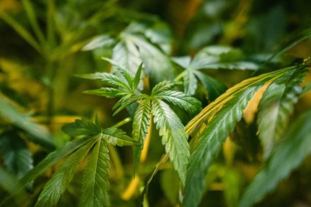 November 23, 2023, Bangkok, Thailand: Cannabis plant are seen at the Asia International Hemp Expo 2023, at Queen Sirikit National Convention Center (QSNCC), in Bangkok. The Asia International Hemp Expo 2023 is the very first trade exhibition for the hemp industry in Asia for businesspeople and industrialists seeking information, greater awareness and sustainable solutions for the future of hemp which has already been legalized in Thailand. Bangkok Thailand - ZUMAs197 20231123_aaa_s197_421 Copyright: xNathaliexJamoisx