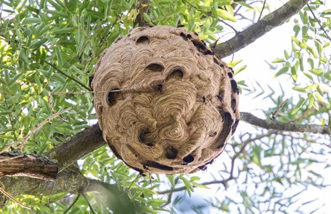 Asiatische Hornisse auch in Lampertheim In Lampertheim wurde ein 80cm Nest der asiatischen Hornisse gefunden. Nicole König entfernt das Nest mit Hubsteiger und Vollmontur und berichtet von ihren Erfahrungen mit der invasiven Art. 22.09.2023 Lampertheim - Hofheim Asiatische Hornisse auch in Lampertheim In Lampertheim wurde ein 80cm Nest der asiatischen Hornisse gefunden. Nicole König entfernt das Nest mit Hubsteiger und Vollmontur und berichtet von ihren Erfahrungen mit der invasiven Art. *** Asian hornet also found in Lampertheim An 80cm nest of the Asian hornet was found in Lampertheim Nicole König removes the nest with a cherry picker and full gear and reports on her experiences with the invasive species 22 09 2023 Lampertheim Hofhei TG2023-0801