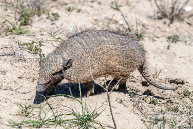 Zwerggürteltier (Zaedyus pichiy), Ruta Provincial 1 Rio Negro, Provinz Rio Negro, Argentinien, Südamerika *** Dwarf armadillo Zaedyus pichiy , Ruta Provincial 1 Rio Negro, Province Rio Negro, Argentina, South America Copyright: imageBROKER SaschaxSelli-Grabowski ibxsse09906452.jpg