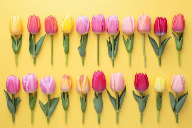 Eine Sammlung von getrennten Tulpen Blumen isoliert auf einem weißen Hintergrund *** a Collection from separate Tulips Flowers isolated at a white Background 1127114334