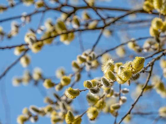 Great sallow catkins Twigs with flowering male great sallow catkins in sunny ambiance Copyright: xZoonar.com AchimxPrillx 20070573