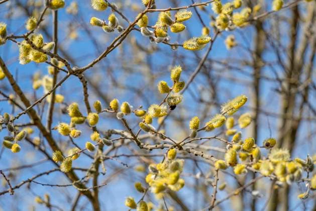 Great sallow catkins Twigs with flowering male great sallow catkins in sunny ambiance Copyright: xZoonar.com AchimxPrillx 20070973
