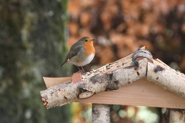 Oberirsen Themenfoto: Natur, Vogel, Singvogel, Vogelhaus, 27.11.2023 Rotkehlchen auf dem Dach eines Vogelhauses Themenfoto: Natur, Vogel, Singvogel, Vogelhaus, 27.11.2023 *** Oberirsen theme photo nature, bird, songbird, birdhouse, 27 11 2023 robin on the roof of a birdhouse theme photo nature, bird, songbird, birdhouse, 27 11 2023 Copyright: xAugstx xEibner-Pressefotox EP_jat