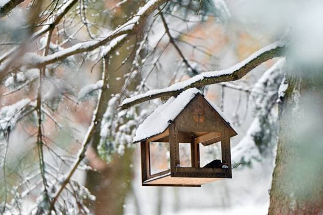 LVIV, UKRAINE - NOVEMBER 28, 2023 - A bird feeder hangs on a branch covered in snow, Lviv, western Ukraine. Snowfall in Lviv  Copyright: xAnastasiiaxSmolienkox