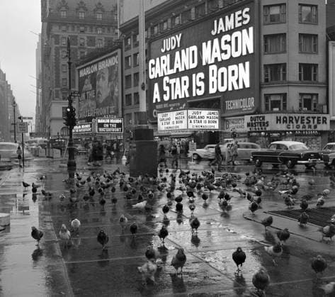 VIEW YORK - Thousands of Photographs Taken By Amateaur Photographer In 1950s New York Found Stuffed In A Cardboard Box - Here, Times Square Pigeons , 50922, LOS ANGELES, CALIFORNIA - Wednesday February 9, 2011. FULL COPY BY PAUL ANDREWS AVAILABLE. PLEASE CALL YOUR LOCAL PACIFIC COAST NEWS OFFICE VIEW YORK - THOUSANDS OF PHOTOGRAPHS TAKEN BY AMATEUR PHOTOGRAPHER IN 1950s NEW YORK FOUND STUFFED IN A CARDBOARD BOX: These stunning images taken by an amateur photographer showing life in New York in the 1950s have been found half a century after his death - stuffed in a cardboard box. Frank Oscar Larson spent all his spare time chronicling the city with his Rolleiflex Automat Model 4 camera - taking thousands of black and white pictures. TH  Copyright: xFrankxOscarxLarson,xSuppliedxbyxPacificCoastNews.comx xAvalonx 0524789632