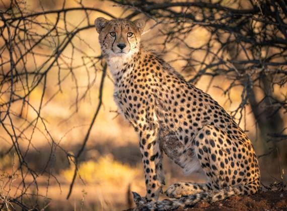  Gepard im Abendlicht, Goldene Stunde *** Cheetah at Evening light, Golden Hour Copyright: imageBROKER/StefanxTschumi iblsts07232537.jpg