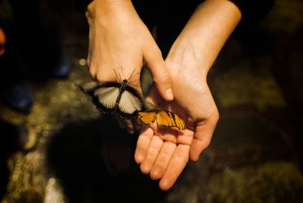 Creative Highlights Symbolbilder beautiful butterflies flying around a child s hand Stockholm, Stockholm County, Sweden CR_RABE23112877-1287754-01 ,model released, Symbolfoto