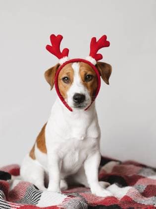 Jack Russell Terrier dog wearing reindeer antlers on white background R_GYKH231127-1292647-01