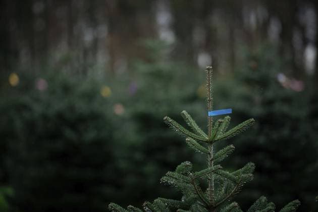 Tannenbaum *** NUR FÜR REDAKTIONELLE ZWECKE *** EDITORIAL USE ONLY ***<p>Sonntagszeitung: Tannenbaumschlagen am Schloss Wissen am Niederrhein. RaphaÃ«l Freiherr von LoÃ« begleitet uns durch den Forst. Deutschland NRW Weeze Copyright: FabianxStrauch *** Tannenbaum FOR EDITORIAL PURPOSES ONLY EDITORIAL USE ONLY p Sonntagszeitung Tannenbaumschlagen am Schloss Wissen am Niederrhein Raphaël Freiherr von LoÃ accompanies us through the forest Germany NRW Weeze Copyright FabianxStrauch Copyright: FabianxStrauch doc7t1izfquy9f1g48a46e3 ,EDITORIAL USE ONLY