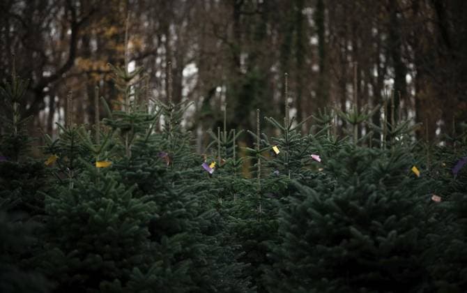 News Themen der Woche KW48 Tannenbaum *** NUR FÜR REDAKTIONELLE ZWECKE *** EDITORIAL USE ONLY ***<p>Sonntagszeitung: Tannenbaumschlagen am Schloss Wissen am Niederrhein. RaphaÃ«l Freiherr von LoÃ« begleitet uns durch den Forst. Deutschland NRW Weeze Copyright: FabianxStrauch *** Tannenbaum FOR EDITORIAL PURPOSES ONLY EDITORIAL USE ONLY p Sonntagszeitung Tannenbaumschlagen am Schloss Wissen am Niederrhein Raphaël Freiherr von LoÃ accompanies us through the forest Germany NRW Weeze Copyright FabianxStrauch Copyright: FabianxStrauch doc7t1izfzqv1so4dp6fis ,EDITORIAL USE ONLY