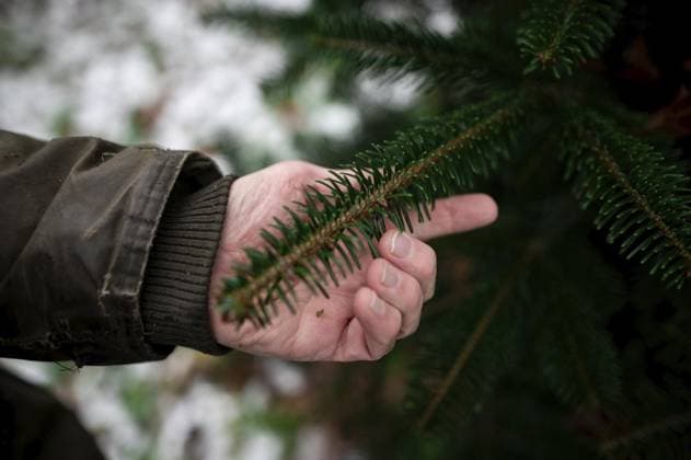 Tannenbaum *** NUR FÜR REDAKTIONELLE ZWECKE *** EDITORIAL USE ONLY ***<p>Sonntagszeitung: Tannenbaumschlagen am Schloss Wissen am Niederrhein. RaphaÃ«l Freiherr von LoÃ« begleitet uns durch den Forst. Deutschland NRW Weeze Copyright: FabianxStrauch *** Tannenbaum FOR EDITORIAL PURPOSES ONLY EDITORIAL USE ONLY p Sonntagszeitung Tannenbaumschlagen am Schloss Wissen am Niederrhein Raphaël Freiherr von LoÃ accompanies us through the forest Germany NRW Weeze Copyright FabianxStrauch Copyright: FabianxStrauch doc7t1j0cbhpqvknjpm6e4 ,EDITORIAL USE ONLY
