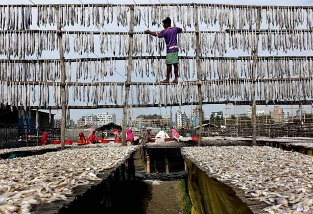 News Themen der Woche KW48 November 29, 2023, Chittagong, Bakalia, Bangladesh: Fish farm workers drying fish of various species in the sunlight on the bank area of Baklia Karnaphuli in Chittagong city of Bangladesh. The beginning of winter means the beginning of the season of traditional dryfish production in Chittagong. Chittagong Bangladesh - ZUMAs308 20231129_zip_s308_004 Copyright: xMohammedxShajahanx