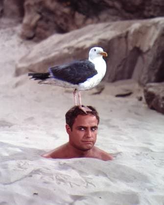 Archivbilder der Woche KW48 Film Bedtime Story Actor Marlon Brando with a seagul for the film Alpes-Maritimes France  Copyright: xLeoxFuchsx R0384-Brando-BS