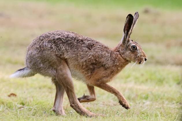 Europaeischer Hase, Europaeischer Feldhase (Lepus europaeus), laeuft ueber eine Wiese, Seitenansicht, Deutschland, Mecklenburg-Vorpommern European hare, Brown hare (Lepus europaeus), walking over a meadow, side view, Germany, Mecklenburg-Western Pomerania BLWS698886 *** european Hare, european European hare Lepus europaeus , runs Via a Meadow, Side view, Germany, Mecklenburg Western Pomerania European hare, Brown Hare Lepus europaeus , Walking Over a meadow, Side view, Germany, Mecklenburg Western Pomerania BLWS698886 Copyright: xblickwinkel H.xDutyx