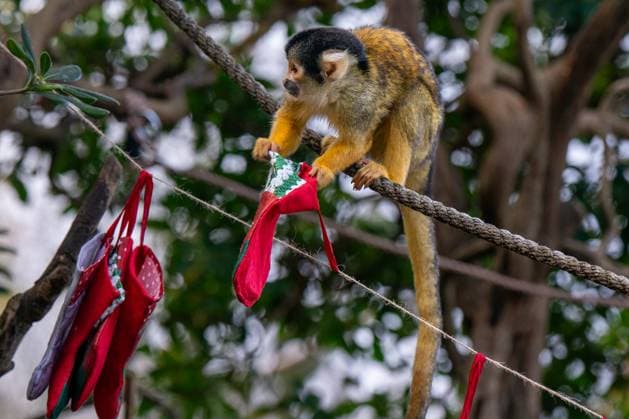 Tigers, meerkats and squirrel monkeys kicked off the countdown to Christmas on Thursday morning (November 30) - opening three very different advent calendars at London Zoo. Sumatran tiger cubs Zac and Crispin got paws-on in the seasonal frost, racing along a festive scent trail of cinnamon and nutmeg to find their advent tower - which they promptly pounced on - while the Bolivian black-capped squirrel monkey troop tested their agility as they foraged amongst hanging advent pouches for their favourite treats. Elsewhere, meerkats Penelope, Dracula and Frank woke up to their own unique calendar at the conservation zoo - searching behind 25 doors to find their favourite cricket snacks. The one thing they all had in common was their reluc Copyright: xx 53261649