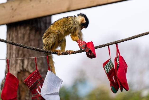 Tigers, meerkats and squirrel monkeys kicked off the countdown to Christmas on Thursday morning (November 30) - opening three very different advent calendars at London Zoo. Sumatran tiger cubs Zac and Crispin got paws-on in the seasonal frost, racing along a festive scent trail of cinnamon and nutmeg to find their advent tower - which they promptly pounced on - while the Bolivian black-capped squirrel monkey troop tested their agility as they foraged amongst hanging advent pouches for their favourite treats. Elsewhere, meerkats Penelope, Dracula and Frank woke up to their own unique calendar at the conservation zoo - searching behind 25 doors to find their favourite cricket snacks. The one thing they all had in common was their reluc Copyright: xx 53261653
