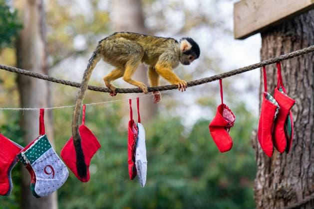 Tigers, meerkats and squirrel monkeys kicked off the countdown to Christmas on Thursday morning (November 30) - opening three very different advent calendars at London Zoo. Sumatran tiger cubs Zac and Crispin got paws-on in the seasonal frost, racing along a festive scent trail of cinnamon and nutmeg to find their advent tower - which they promptly pounced on - while the Bolivian black-capped squirrel monkey troop tested their agility as they foraged amongst hanging advent pouches for their favourite treats. Elsewhere, meerkats Penelope, Dracula and Frank woke up to their own unique calendar at the conservation zoo - searching behind 25 doors to find their favourite cricket snacks. The one thing they all had in common was their reluc Copyright: xx 53261661
