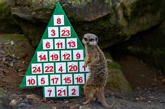 Tigers, meerkats and squirrel monkeys kicked off the countdown to Christmas on Thursday morning (November 30) - opening three very different advent calendars at London Zoo. Sumatran tiger cubs Zac and Crispin got paws-on in the seasonal frost, racing along a festive scent trail of cinnamon and nutmeg to find their advent tower - which they promptly pounced on - while the Bolivian black-capped squirrel monkey troop tested their agility as they foraged amongst hanging advent pouches for their favourite treats. Elsewhere, meerkats Penelope, Dracula and Frank woke up to their own unique calendar at the conservation zoo - searching behind 25 doors to find their favourite cricket snacks. The one thing they all had in common was their reluc Copyright: xx 53261616