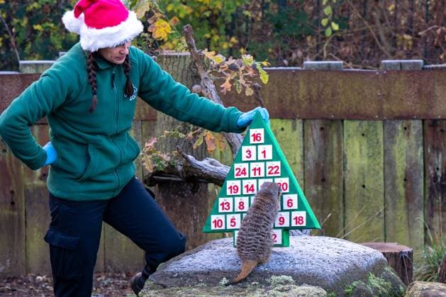 Tigers, meerkats and squirrel monkeys kicked off the countdown to Christmas on Thursday morning (November 30) - opening three very different advent calendars at London Zoo. Sumatran tiger cubs Zac and Crispin got paws-on in the seasonal frost, racing along a festive scent trail of cinnamon and nutmeg to find their advent tower - which they promptly pounced on - while the Bolivian black-capped squirrel monkey troop tested their agility as they foraged amongst hanging advent pouches for their favourite treats. Elsewhere, meerkats Penelope, Dracula and Frank woke up to their own unique calendar at the conservation zoo - searching behind 25 doors to find their favourite cricket snacks. The one thing they all had in common was their reluc Copyright: xx 53261621