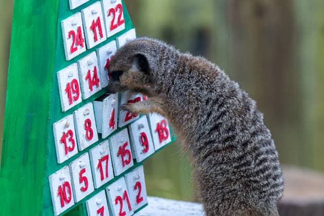 Tigers, meerkats and squirrel monkeys kicked off the countdown to Christmas on Thursday morning (November 30) - opening three very different advent calendars at London Zoo. Sumatran tiger cubs Zac and Crispin got paws-on in the seasonal frost, racing along a festive scent trail of cinnamon and nutmeg to find their advent tower - which they promptly pounced on - while the Bolivian black-capped squirrel monkey troop tested their agility as they foraged amongst hanging advent pouches for their favourite treats. Elsewhere, meerkats Penelope, Dracula and Frank woke up to their own unique calendar at the conservation zoo - searching behind 25 doors to find their favourite cricket snacks. The one thing they all had in common was their reluc Copyright: xx 53261623