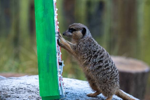 Tigers, meerkats and squirrel monkeys kicked off the countdown to Christmas on Thursday morning (November 30) - opening three very different advent calendars at London Zoo. Sumatran tiger cubs Zac and Crispin got paws-on in the seasonal frost, racing along a festive scent trail of cinnamon and nutmeg to find their advent tower - which they promptly pounced on - while the Bolivian black-capped squirrel monkey troop tested their agility as they foraged amongst hanging advent pouches for their favourite treats. Elsewhere, meerkats Penelope, Dracula and Frank woke up to their own unique calendar at the conservation zoo - searching behind 25 doors to find their favourite cricket snacks. The one thing they all had in common was their reluc Copyright: xx 53261624