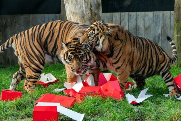 Tigers, meerkats and squirrel monkeys kicked off the countdown to Christmas on Thursday morning (November 30) - opening three very different advent calendars at London Zoo. Sumatran tiger cubs Zac and Crispin got paws-on in the seasonal frost, racing along a festive scent trail of cinnamon and nutmeg to find their advent tower - which they promptly pounced on - while the Bolivian black-capped squirrel monkey troop tested their agility as they foraged amongst hanging advent pouches for their favourite treats. Elsewhere, meerkats Penelope, Dracula and Frank woke up to their own unique calendar at the conservation zoo - searching behind 25 doors to find their favourite cricket snacks. The one thing they all had in common was their reluc Copyright: xx 53261638