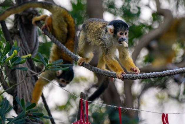 Tigers, meerkats and squirrel monkeys kicked off the countdown to Christmas on Thursday morning (November 30) - opening three very different advent calendars at London Zoo. Sumatran tiger cubs Zac and Crispin got paws-on in the seasonal frost, racing along a festive scent trail of cinnamon and nutmeg to find their advent tower - which they promptly pounced on - while the Bolivian black-capped squirrel monkey troop tested their agility as they foraged amongst hanging advent pouches for their favourite treats. Elsewhere, meerkats Penelope, Dracula and Frank woke up to their own unique calendar at the conservation zoo - searching behind 25 doors to find their favourite cricket snacks. The one thing they all had in common was their reluc Copyright: xx 53261642