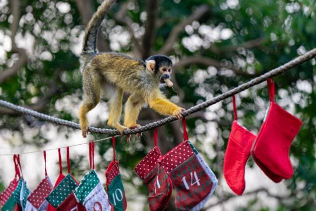 Tigers, meerkats and squirrel monkeys kicked off the countdown to Christmas on Thursday morning (November 30) - opening three very different advent calendars at London Zoo. Sumatran tiger cubs Zac and Crispin got paws-on in the seasonal frost, racing along a festive scent trail of cinnamon and nutmeg to find their advent tower - which they promptly pounced on - while the Bolivian black-capped squirrel monkey troop tested their agility as they foraged amongst hanging advent pouches for their favourite treats. Elsewhere, meerkats Penelope, Dracula and Frank woke up to their own unique calendar at the conservation zoo - searching behind 25 doors to find their favourite cricket snacks. The one thing they all had in common was their reluc Copyright: xx 53261643