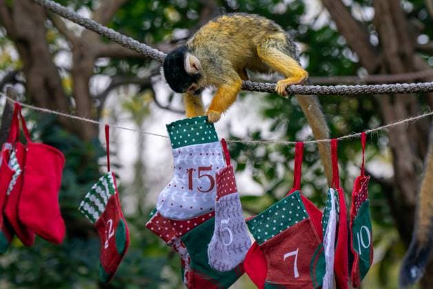 Tigers, meerkats and squirrel monkeys kicked off the countdown to Christmas on Thursday morning (November 30) - opening three very different advent calendars at London Zoo. Sumatran tiger cubs Zac and Crispin got paws-on in the seasonal frost, racing along a festive scent trail of cinnamon and nutmeg to find their advent tower - which they promptly pounced on - while the Bolivian black-capped squirrel monkey troop tested their agility as they foraged amongst hanging advent pouches for their favourite treats. Elsewhere, meerkats Penelope, Dracula and Frank woke up to their own unique calendar at the conservation zoo - searching behind 25 doors to find their favourite cricket snacks. The one thing they all had in common was their reluc Copyright: xx 53261646