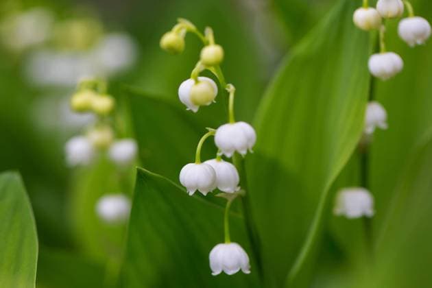  Maiglöckchen (Convallaria majalis), Maiglocke, Muguet, glockenförmige weiße Blume, die im Frühjahr im Wald blüht *** Lily of the valley Convallaria majalis , May bell, Muguet, Glockenförmige Whites Flower, the at Spring at Forest blooms Copyright: imageBROKER/alimdix/xArterrax/xSven-ErikxArndt ibltsm09915851.jpg