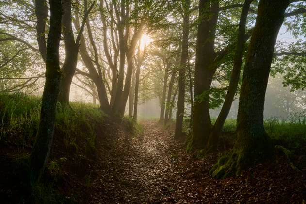 Wanderweg, Hohlweg, Eiche, Baumreihe, Sonne, Morgen, Frühling, NSG, Grohberg, Faulbach, Miltenberg, Untermain, Maintal, Spessart, Bayern, Deutschland, Europa *** Hiking trail, Hollow way, Oak, Row of trees, Sun, Tomorrow, Spring, NSG, Grohberg, Faulbach, Miltenberg, Untermain, Maintal, Spessart, Bavaria, Germany, Europe Copyright: imageBROKER RaimundxLinke ibxrde09653959.jpg
