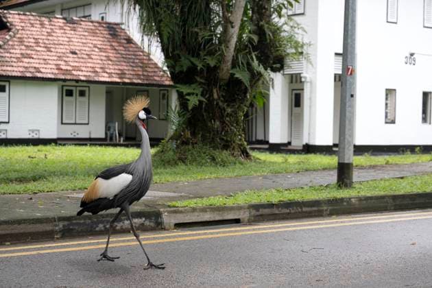 News Themen der Woche KW48 News Bilder des Tages (231201) -- SINGAPORE, Dec. 1, 2023 -- A grey crowned crane is seen at Hampstead Wetlands Park in Singapore, Dec. 1, 2023. (Photo by Xinhua) SINGAPORE-GREY CROWNED CRANE ThenxChihxWey 