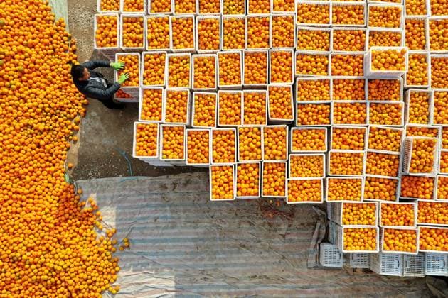News Themen der Woche KW48 NANZHANG, CHINA - DECEMBER 02: Aerial view of farmers sorting and packaging harvested tangerines at an orchard on December 2, 2023 in Nanzhang County, Xiangyang City, Hubei Province of China.  Copyright: xVCGx 111467433013