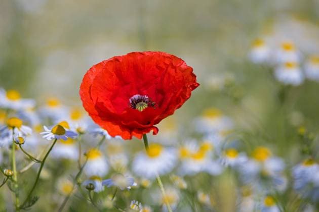  Klatschmohn (Papaver rhoeas), Roter Mohn, Klatschmohn blühen im Sommer auf Wiesen und Weiden zwischen Kamillenblüten *** Corn poppy Papaver rhoeas , Red Poppy seeds, Corn poppy bloom at Summer at Meadows and Willows between Camomile flowers Copyright: imageBROKER/alimdix/xArterrax/xSven-ErikxArndt ibltsm09919151.jpg