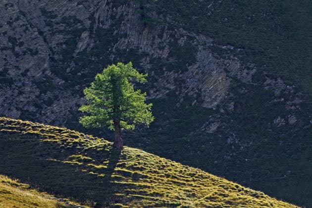  Gemeine Lärche, Europäische Lärche (Larix decidua), Einzelbaum an einem Berghang in den Alpen, Alpen *** Common Larch, European Larch Larix decidua , Single tree to a Mountain slope in the Alps, Alps Copyright: imageBROKER/alimdix/xArterrax/xSven-ErikxArndt ibltsm09919427.jpg