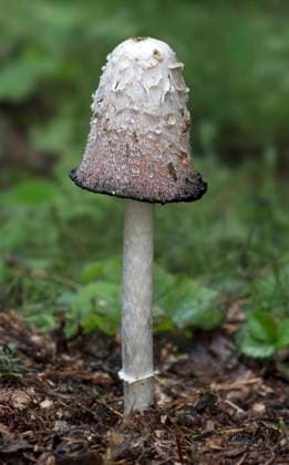 Creative Highlights World Schopf-Tintling (Coprinus comatus), Ovronnaz, Wallis, Schweiz *** Shaggy ink cap (Coprinus comatus), Ovronnaz, Valais, Switzerland *** Crested tintling Coprinus comatus , Ovronnaz, Valais, Switzerland Shaggy ink cap Coprinus comatus , Ovronnaz, Valais, Switzerland