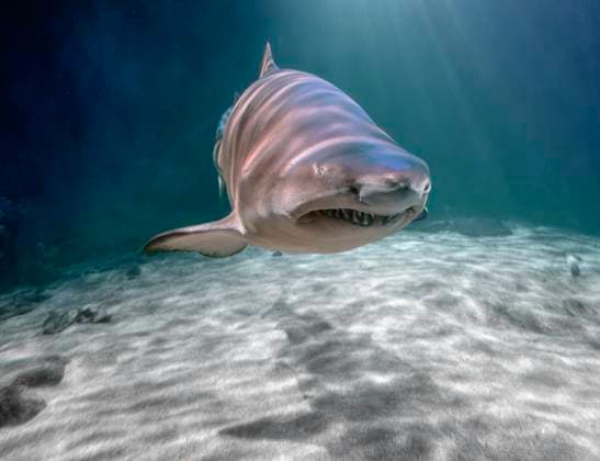 Creative Highlights World Swimming shark Underwater scenery showing a swimming shark over sandy ground Copyright: xZoonar.com AchimxPrillx 20560464