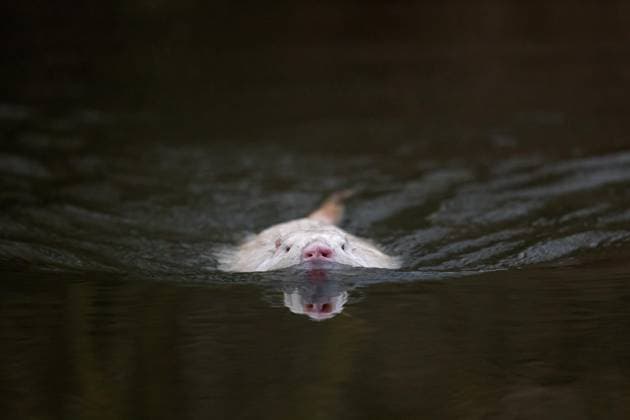 Creative Highlights World Leucistic coypu, Nutria (Myocastor coypus) weiße Morphe, schwimmend im See, invasives Nagetier in Europa, Vorkommen in Südamerika *** leucistic coypu, Nutria Myocastor coypus Whites Morphe, floating at See, invasive Rodent in Europe, Occurrence in South America Copyright: imageBROKER/alimdix/xArterrax/xSven-ErikxArndt ibltsm09920170.jpg