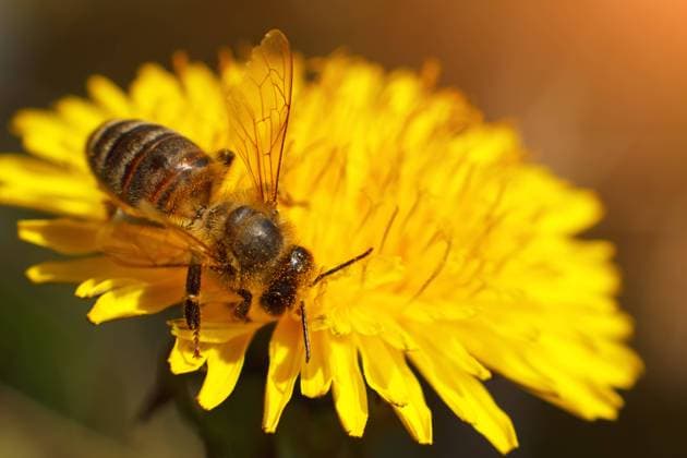 Honigbiene auf einer Löwenzahnblume. Makrofotografie mit Sonnenlicht. *** Honeybee at a Dandelion flower Macro photography with Sunlight 1103000096