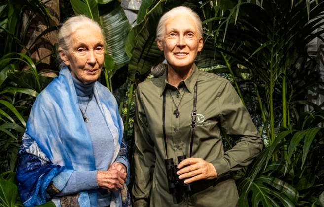 La primatologue Jane Goodall fait son entrÃ e au MusÃ e GrÃ vin La primatologue Jane Goodall fait son entrÃ e au MusÃ e GrÃ vin Ã Paris le 1er dÃ cembre 2023. Jane Goodal, bientÃ t 90 ans, s est battue toute sa vie pour la sauvegarde des grands singes et n a cessÃ d alerter sur les risques pour le climat. Primatologist Jane Goodall will enter the GrÃ vin Museum in Paris on December 1, 2023. Jane Goodal, almost 90 years old, has fought all her life to save great apes and has continued to warn of the risks for the climate. Paris France  Copyright: xVirginiexRibautx xMusÃ exGrÃ vinxviaxBestimagexVirginiexRibautx xMusÃ exGrÃ vinxviaxBestimagex