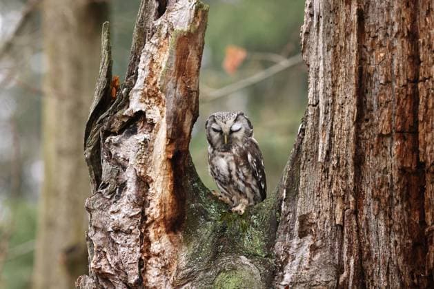 Creative Highlights World Raufusskauz, Raufuss-Kauz, Rauhfusskauz, Rauhfuss-Kauz (Aegolius funereus), sitzt auf einem Baum und schlaeft, Tschechien, Domazlice boreal owl, Tengmalm s owl, Richardson s owl (Aegolius funereus), sitting on a tree, sleeping, Czech Republic, Domazlice BLWS699211 *** Great Horned Owl, Raufuß Owl, Great horned owl, Rauhfuß Kauz Aegolius funereus , sits at a Tree and sleeps, Czech Republic, Domazlice boreal owl, Tengmalm S owl, Richardson S OWL Aegolius funereus , Sitting ON a tree, sleeping, Czech Republic, Domazlice BLWS699211 Copyright: xblickwinkel H.xDutyx