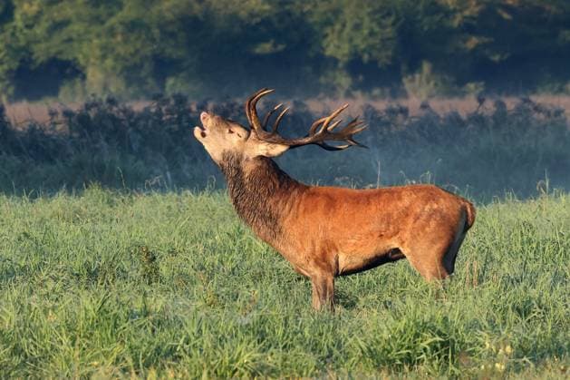 Rothirsch, Rot-Hirsch, Edelhirsch, Edel-Hirsch, Rotwild, Rot-Wild (Cervus elaphus), roehrender Rothirschbulle steht auf einer Waldlichtung, Seitenansicht, Deutschland, Mecklenburg-Vorpommern red deer (Cervus elaphus), belling stag standing in a forest clearing, side view, Germany, Mecklenburg-Western Pomerania BLWS699220 *** Red deer, Red Deer, Noble deer, Noble Deer, Red deer, Red Wild Cervus elaphus , piping Red deer bull is at a Forest clearing, Side view, Germany, Mecklenburg Western Pomerania Red Deer Cervus elaphus , Belling Stag standing in a Forest clearing, Side view, Germany, Mecklenburg Western Pomerania BLWS699220 Copyright: xblickwinkel H.xDutyx