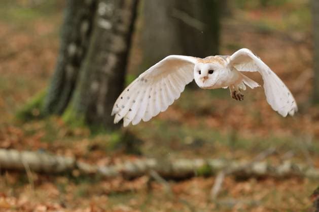 Schleiereule, Schleier-Eule (Tyto alba), im Flug durch den Wald, Tschechien, Klatovy Barn owl (Tyto alba), in flight in a forest, Czech Republic, Klatovy BLWS699284 *** Barn owl, Veil Owl Tyto Alba , at Flight through the Forest, Czech Republic, Klatovy Barn OWL Tyto Alba , in Flight in a forest, Czech Republic, Klatovy BLWS699284 Copyright: xblickwinkel H.xDutyx