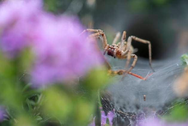 IMAGO Creative: Sommer, Sommertage im Garten Soft focus of spider on purple flower in nature on summer day Model Released FranAlfonseca_ID16299_496204_007 Copyright: xFranxAlfonsecax RECORD DATE NOT STATED