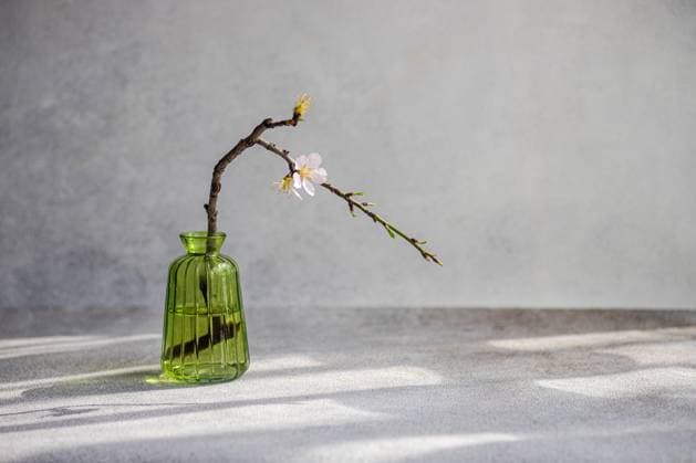 Green glass vase with blooming almond tree branch with flower on concrete background Model Released AnnaBogush_ID13313_405937_020 Copyright: xAnnaxBogushx RECORD DATE NOT STATED