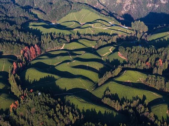 News Themen der Woche KW49 (231206) -- HEFENG, Dec. 6, 2023 -- This aerial photo taken on Dec. 5, 2023 shows the scenery of a tea garden in Zouma Township of Hefeng County, Enshi Tujia and Miao Autonomous Prefecture, central China s Hubei Province. ) CHINA-HUBEI-HEFENG-TEA GARDEN-SCENERY (CN) YangxWenbin 
